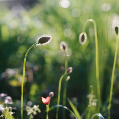 畑の脇で開花を待つポピーのつぼみの写真