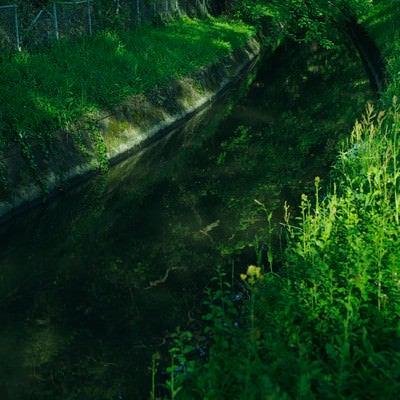 緑に包まれる用水路の写真