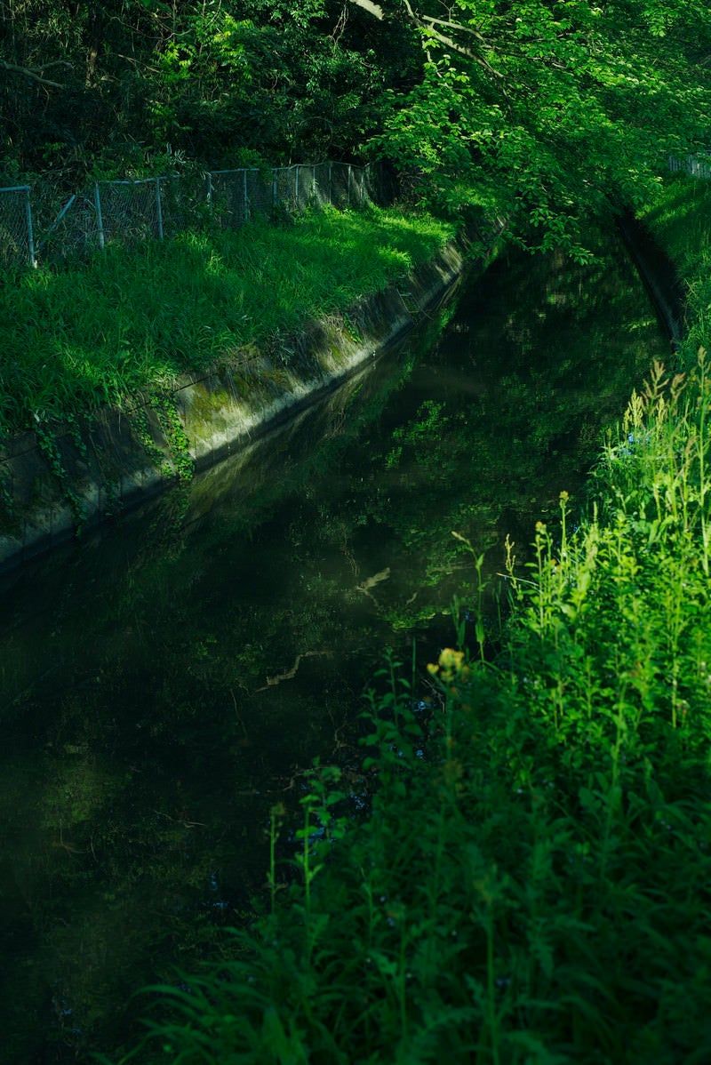 「緑に包まれる用水路」の写真