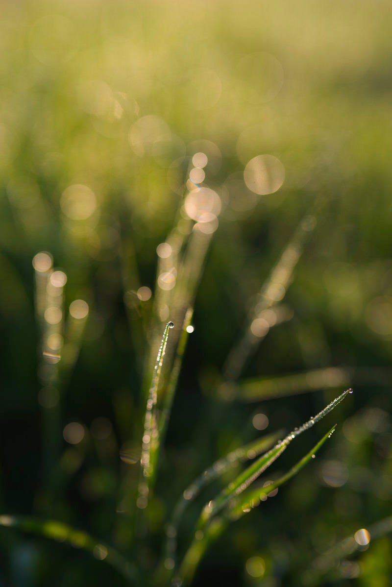 「雑草の先端に一滴着いた水滴」の写真