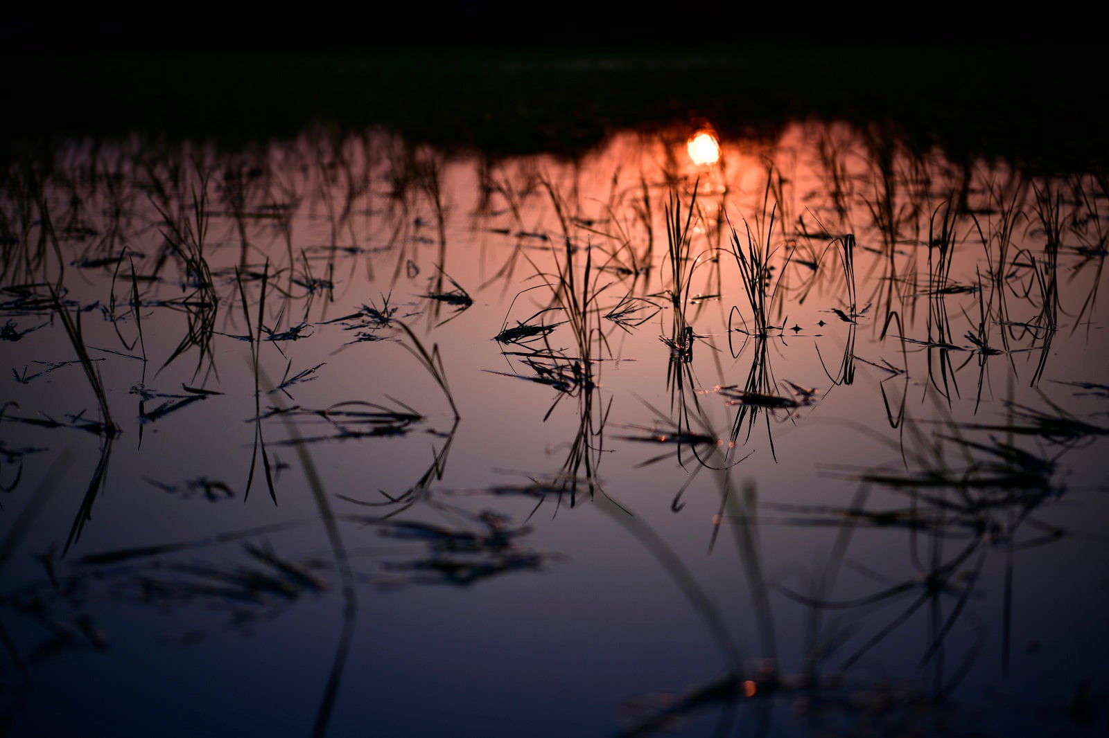 「1日の始まりに浮かび上がる苗と水田」の写真