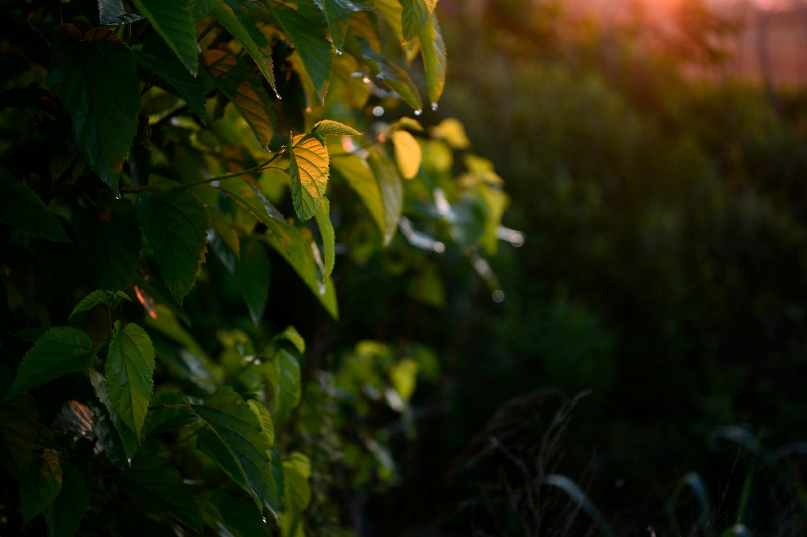 「夕日に透ける木の葉」の写真