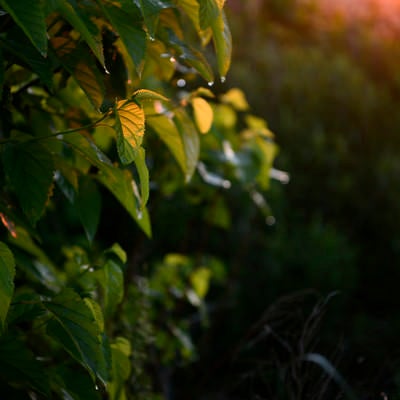 夕日に透ける木の葉の写真