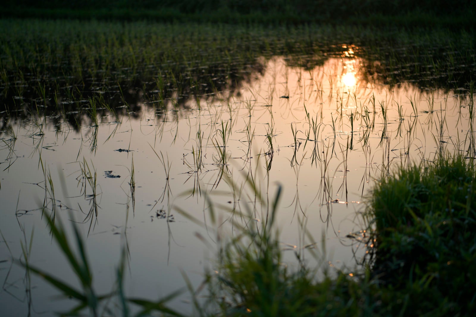「朝日が反射する水田」の写真