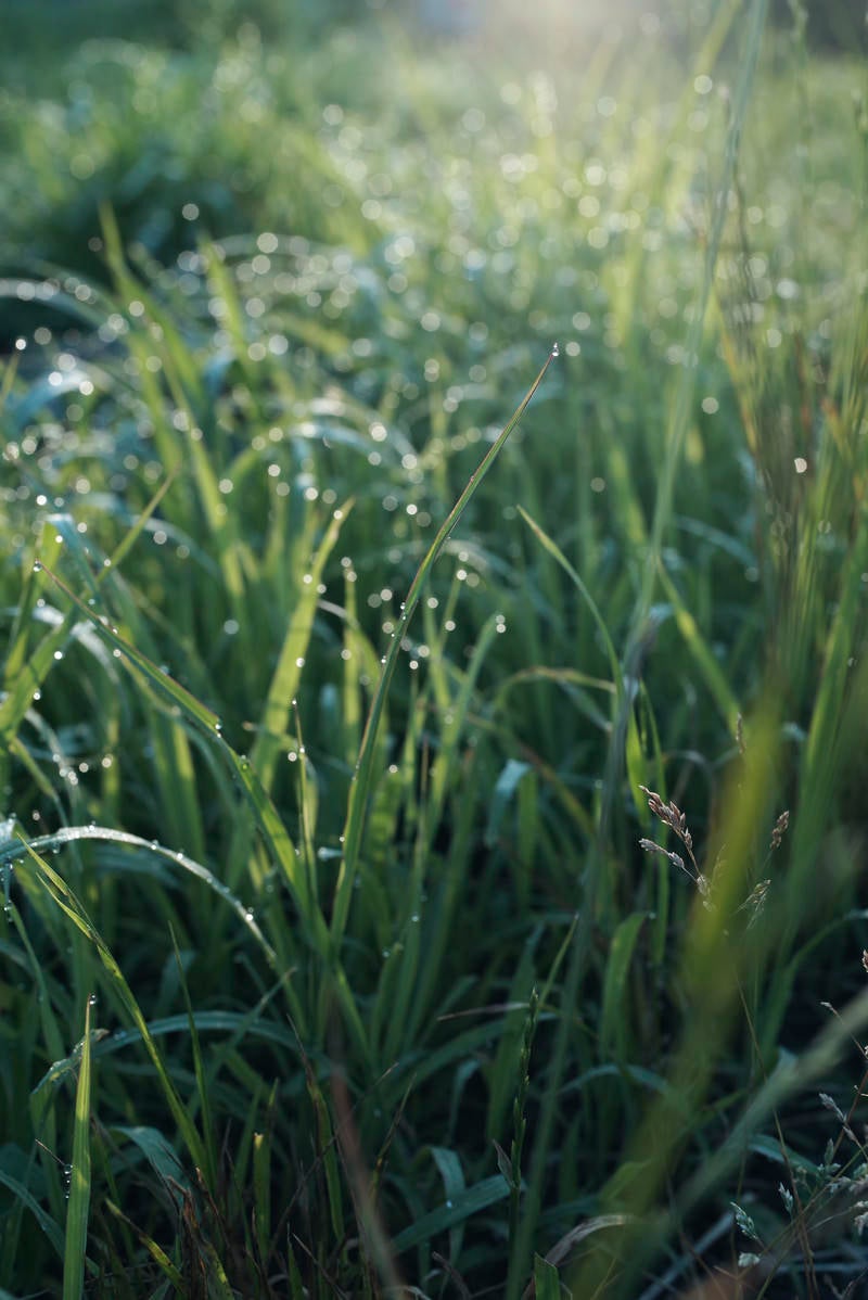「朝露を纏う草」の写真