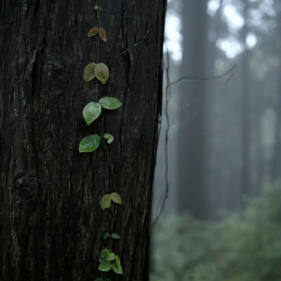 杉に張り付くツタの若葉の写真