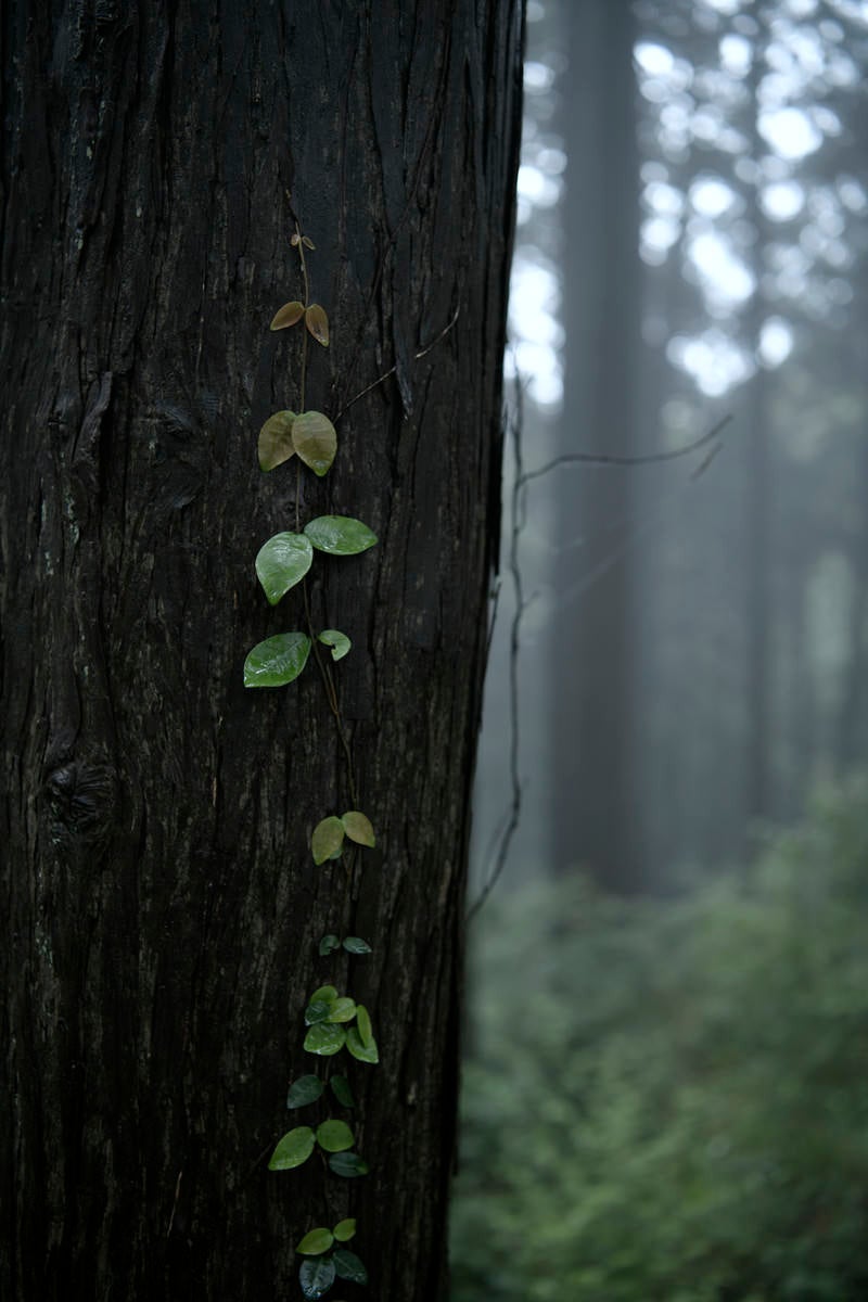 「杉に張り付くツタの若葉」の写真