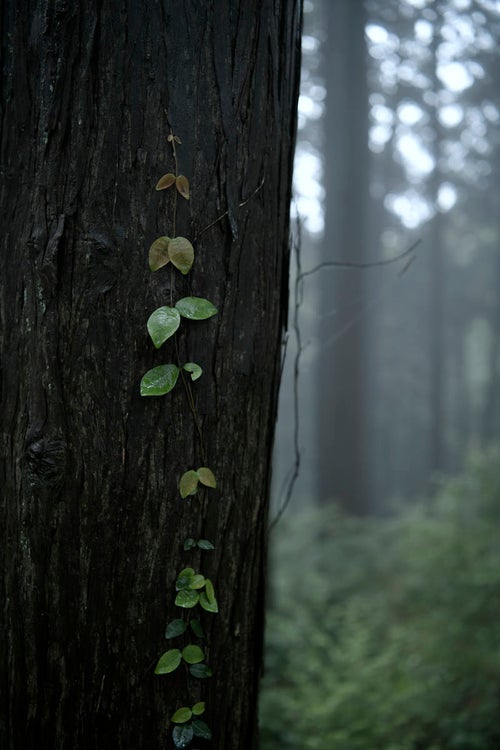 杉に張り付くツタの若葉の写真