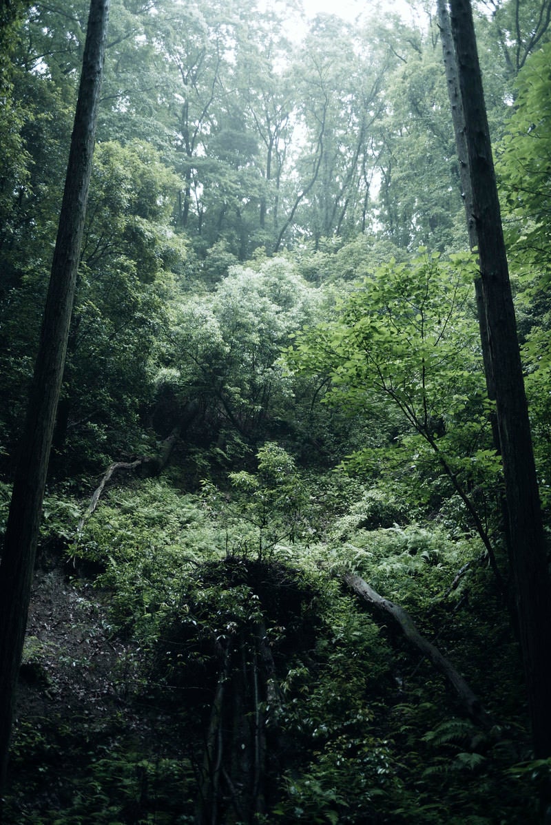 「森に降り注ぐ光」の写真