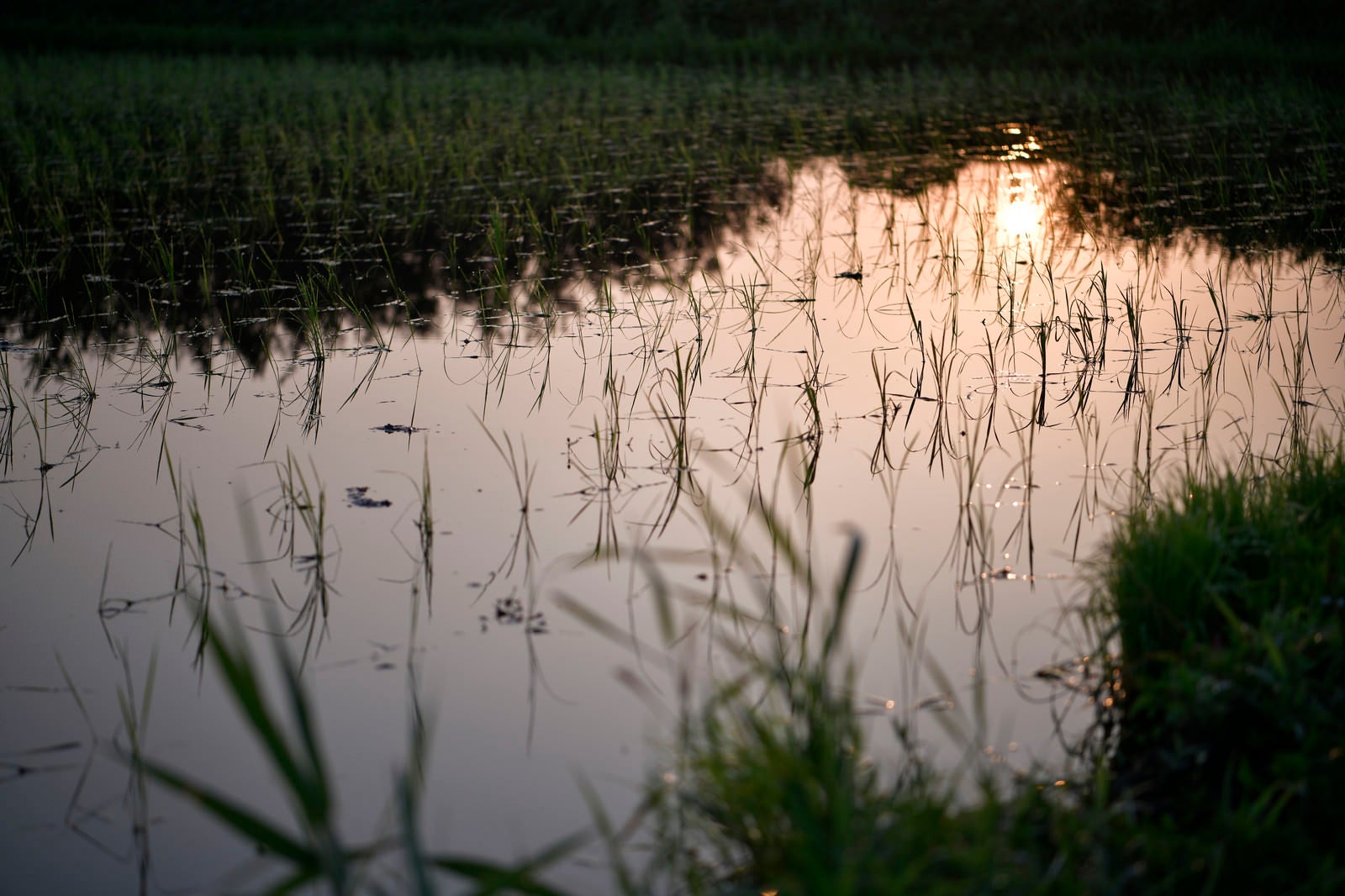 「稲の苗と水鏡の水田」の写真