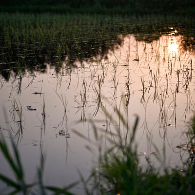 稲の苗と水鏡の水田の写真