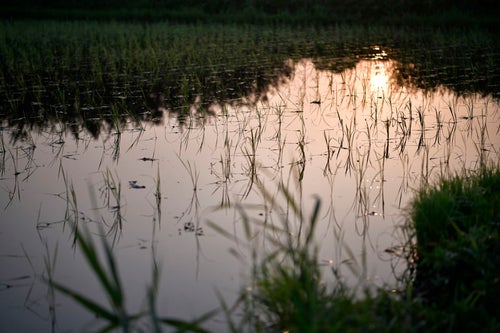 稲の苗と水鏡の水田の写真