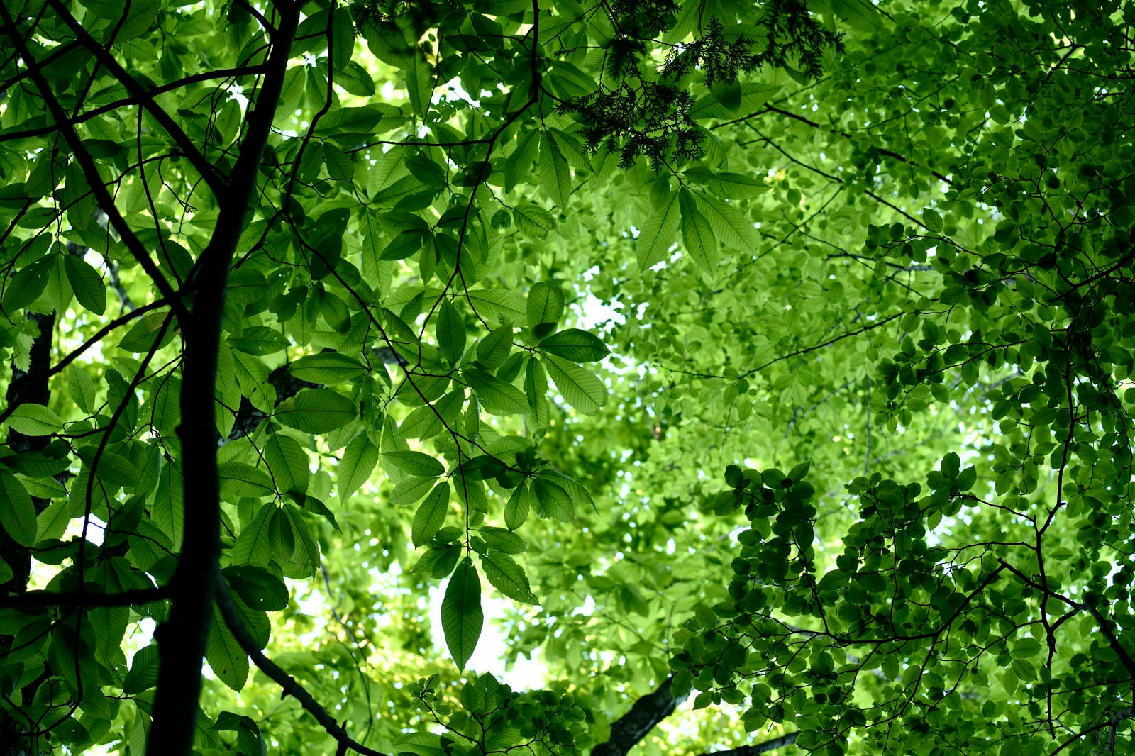「緑深い新緑の木漏れ日」の写真