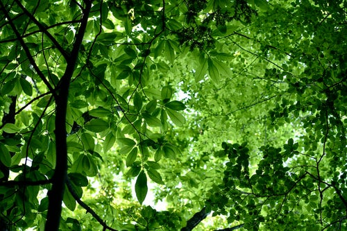 緑深い新緑の木漏れ日の写真