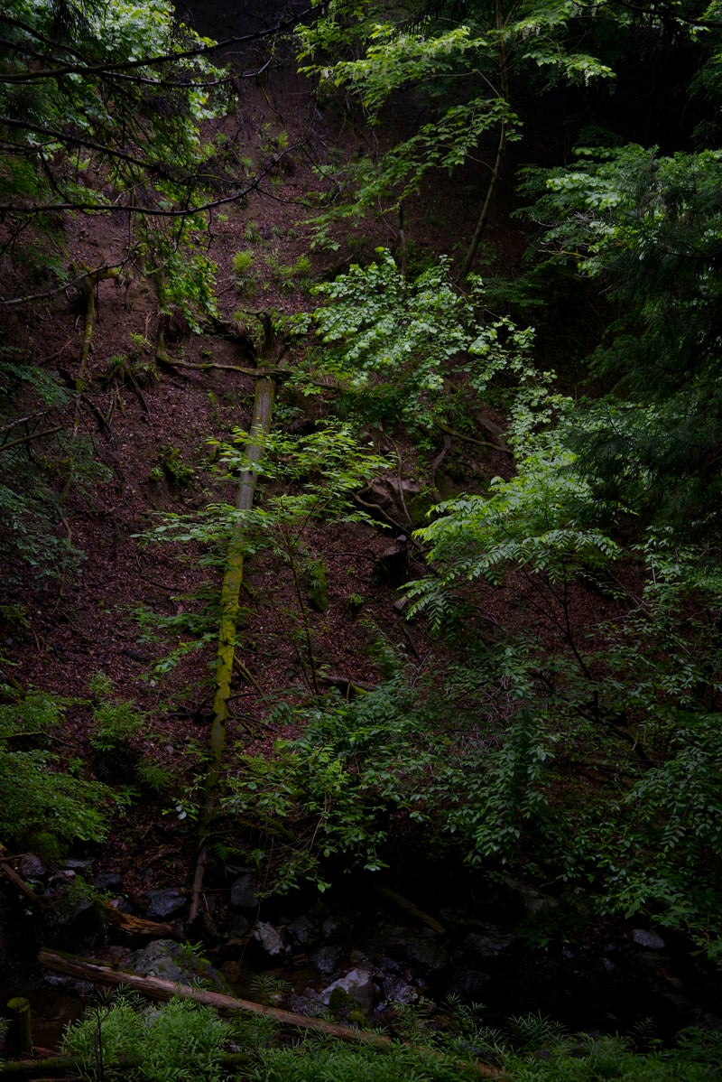 「苔に包まれてゆく杉の倒木」の写真
