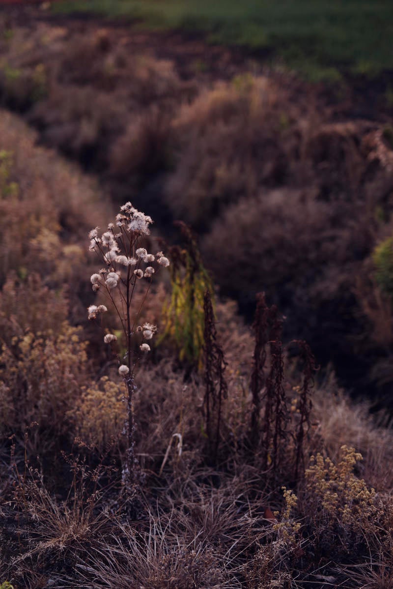 「農道わきで枯れゆくキツネアザミ」の写真