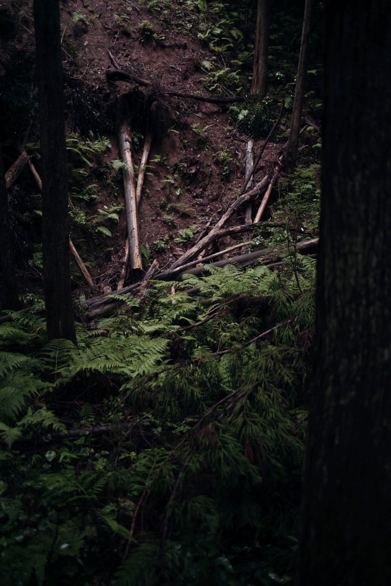 「雨で倒れた杉の倒木」の写真
