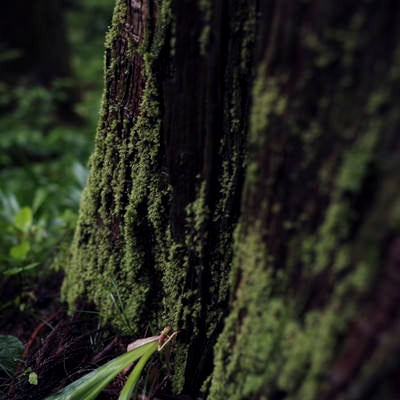 雨で深い緑に染まる苔の写真