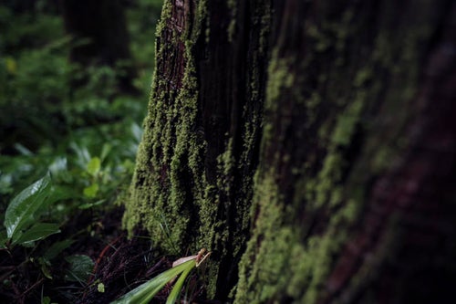 雨で深い緑に染まる苔の写真