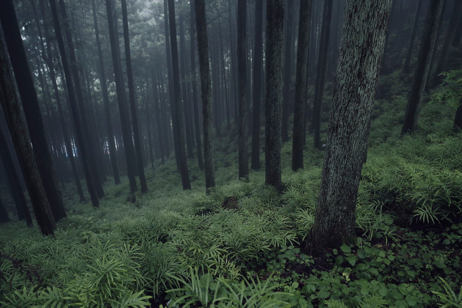 「霧に覆われる杉林」の写真