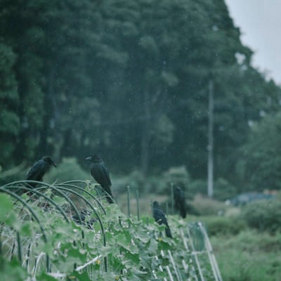 雨とカラスの写真