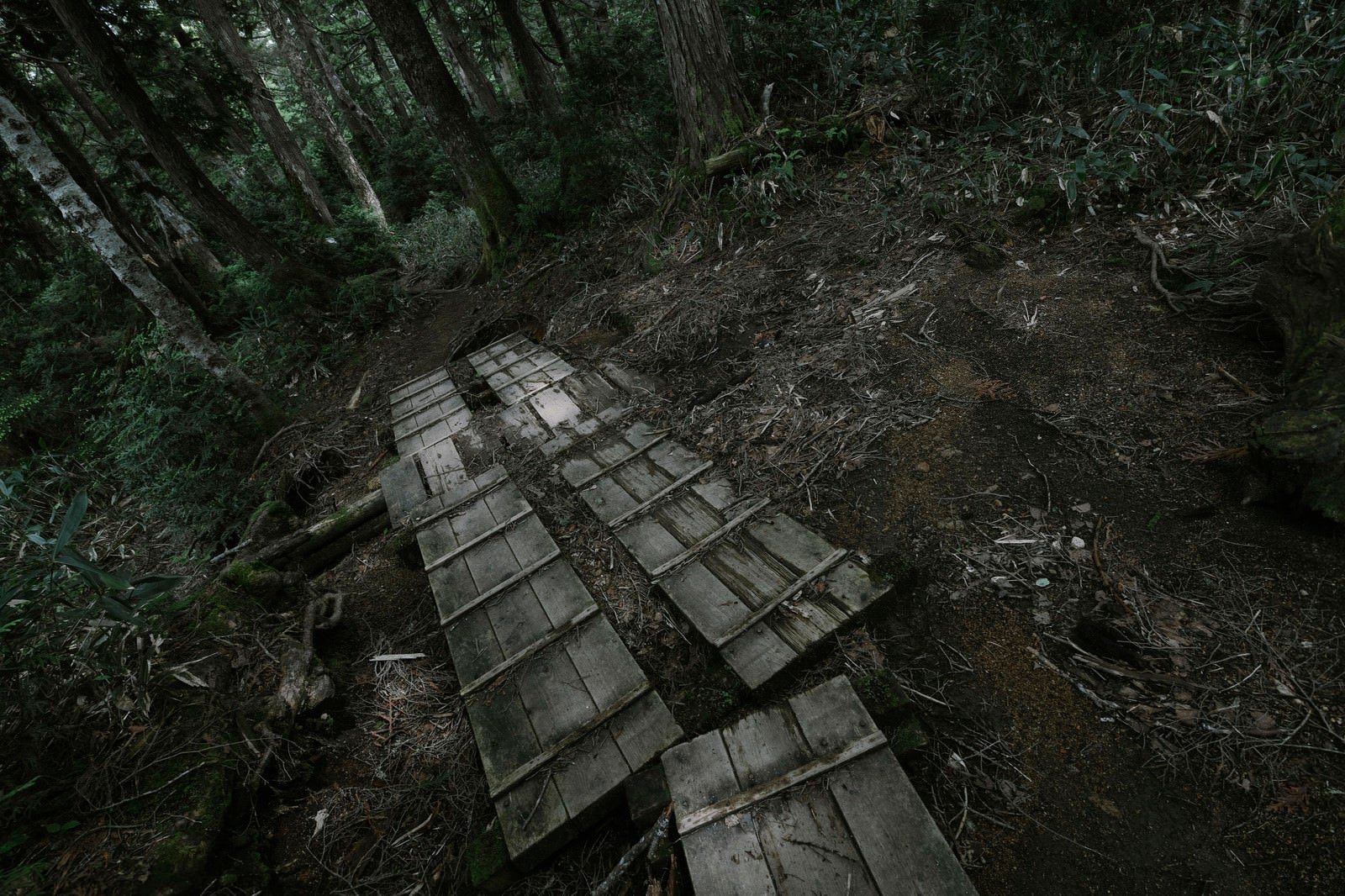 「暗い雰囲気が続く木道の登山道」の写真