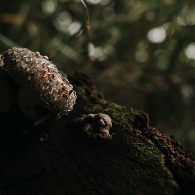 水滴が染み出したサルノコシカケの写真