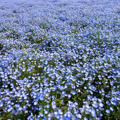 見渡す限り真っ青なネモフィラの群生の写真