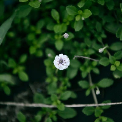 道端に一輪だけ咲いた花の写真