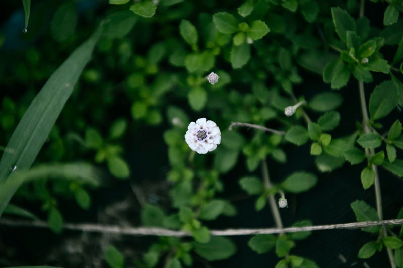 道端に一輪だけ咲いた花の写真