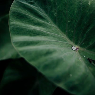 里芋の葉に落ちた水滴の写真
