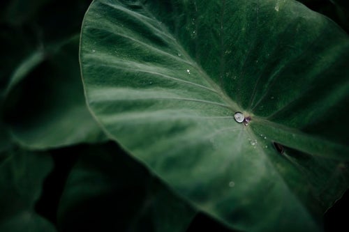 里芋の葉に落ちた水滴の写真