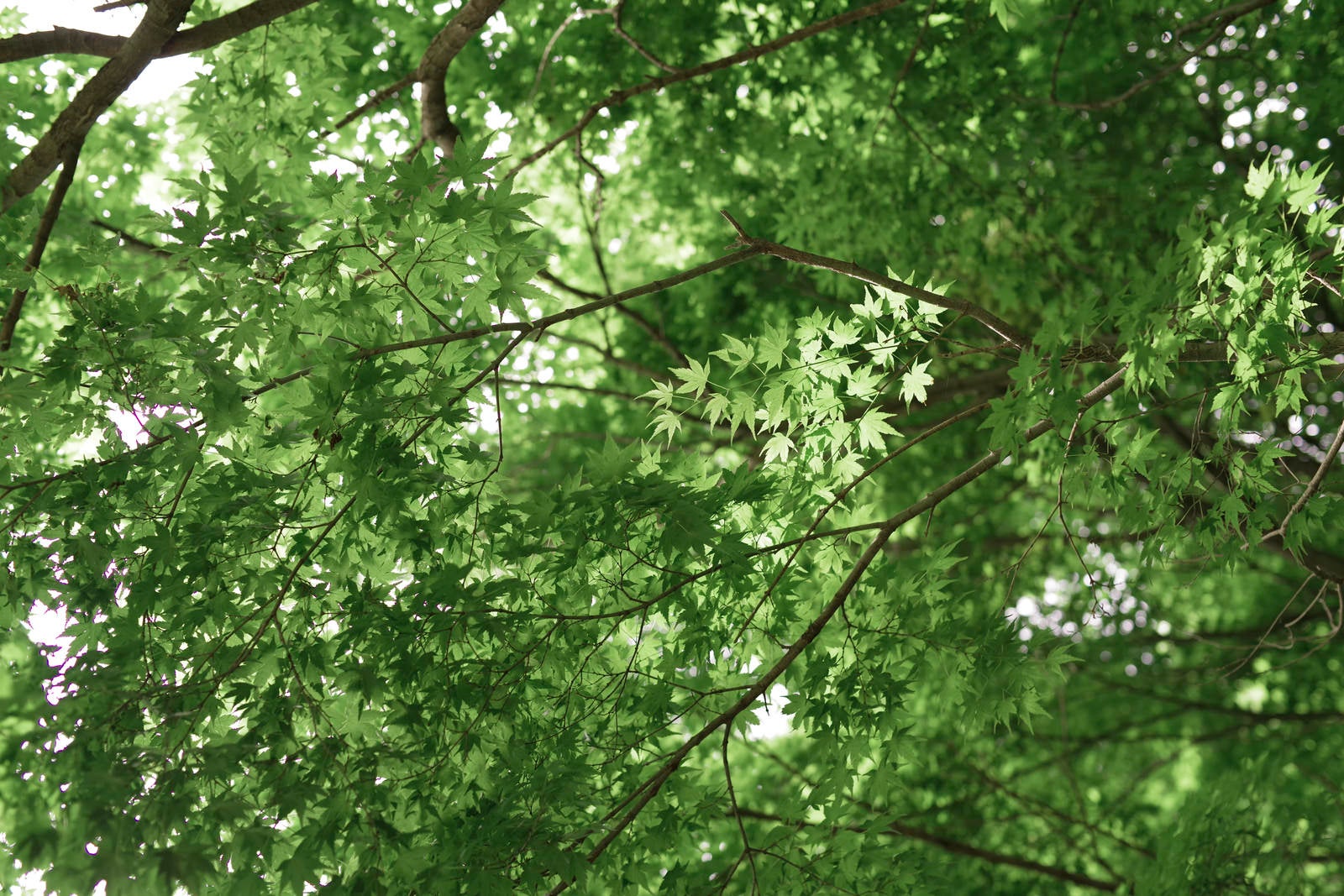 「優しい木漏れ日に輝く新緑のもみじ」の写真