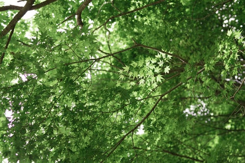 優しい木漏れ日に輝く新緑のもみじの写真