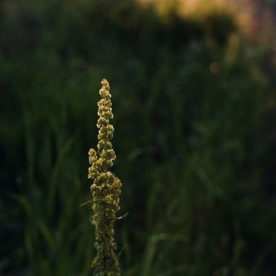 つややかな光を放つ雑草の実の写真