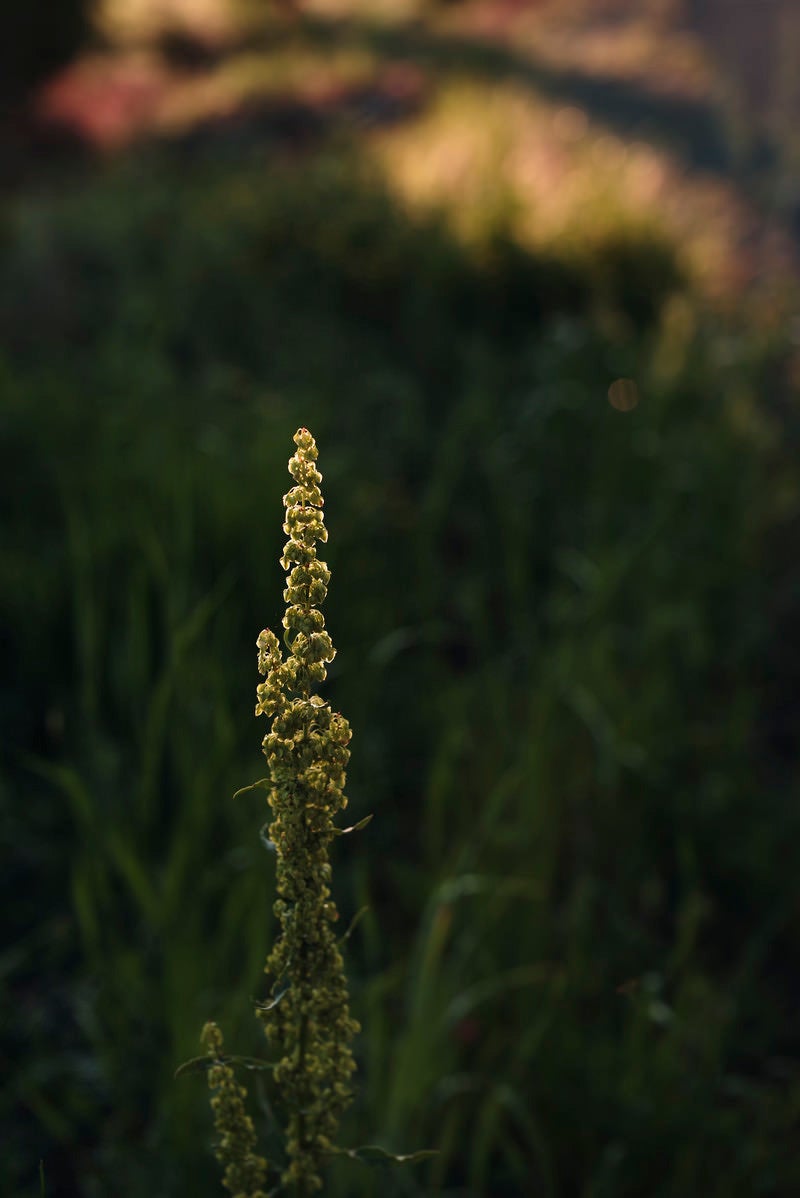 「つややかな光を放つ雑草の実」の写真