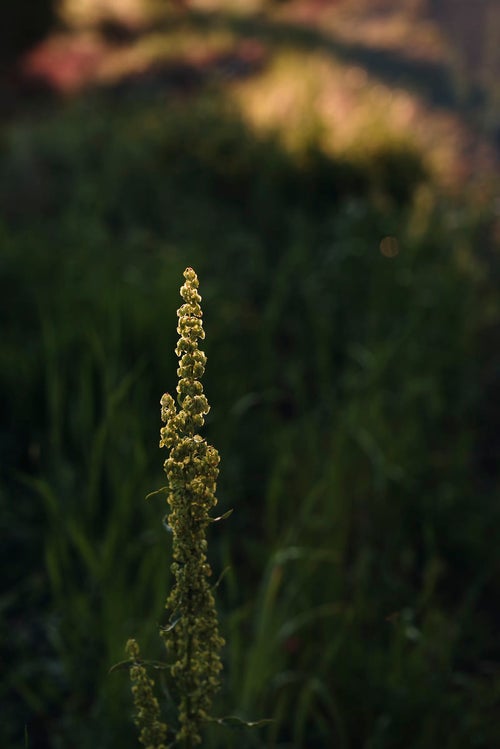 つややかな光を放つ雑草の実の写真