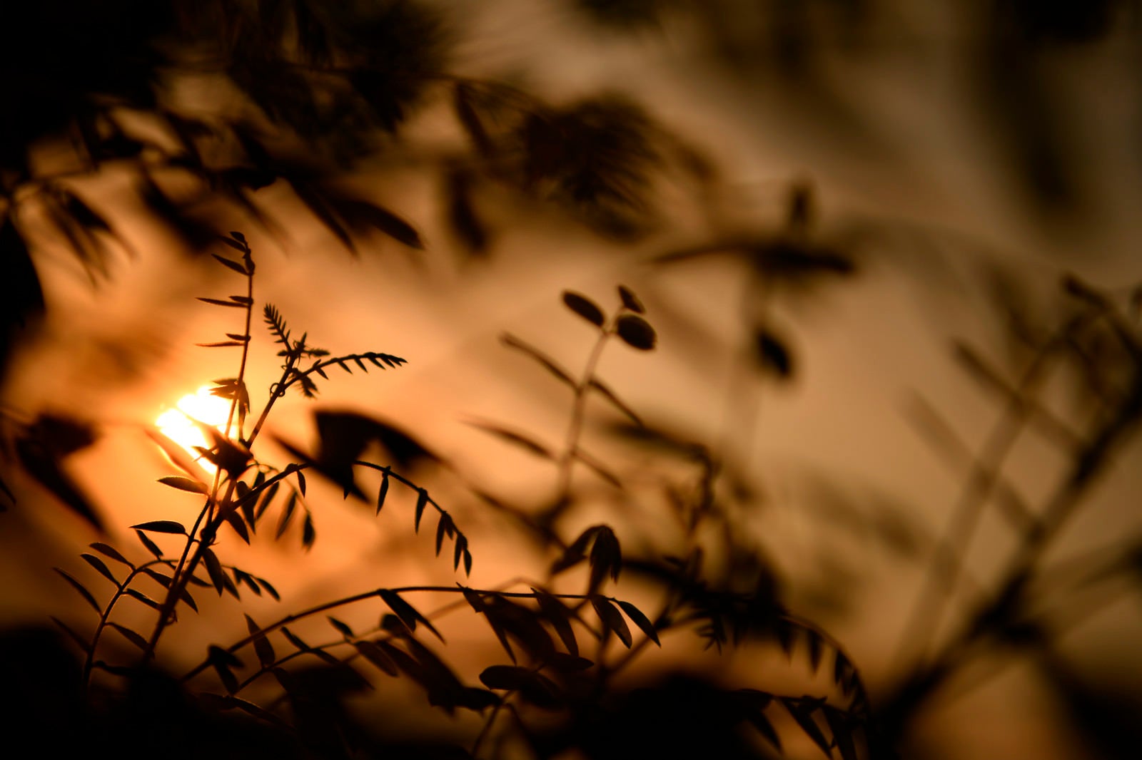 「夕日と新芽」の写真