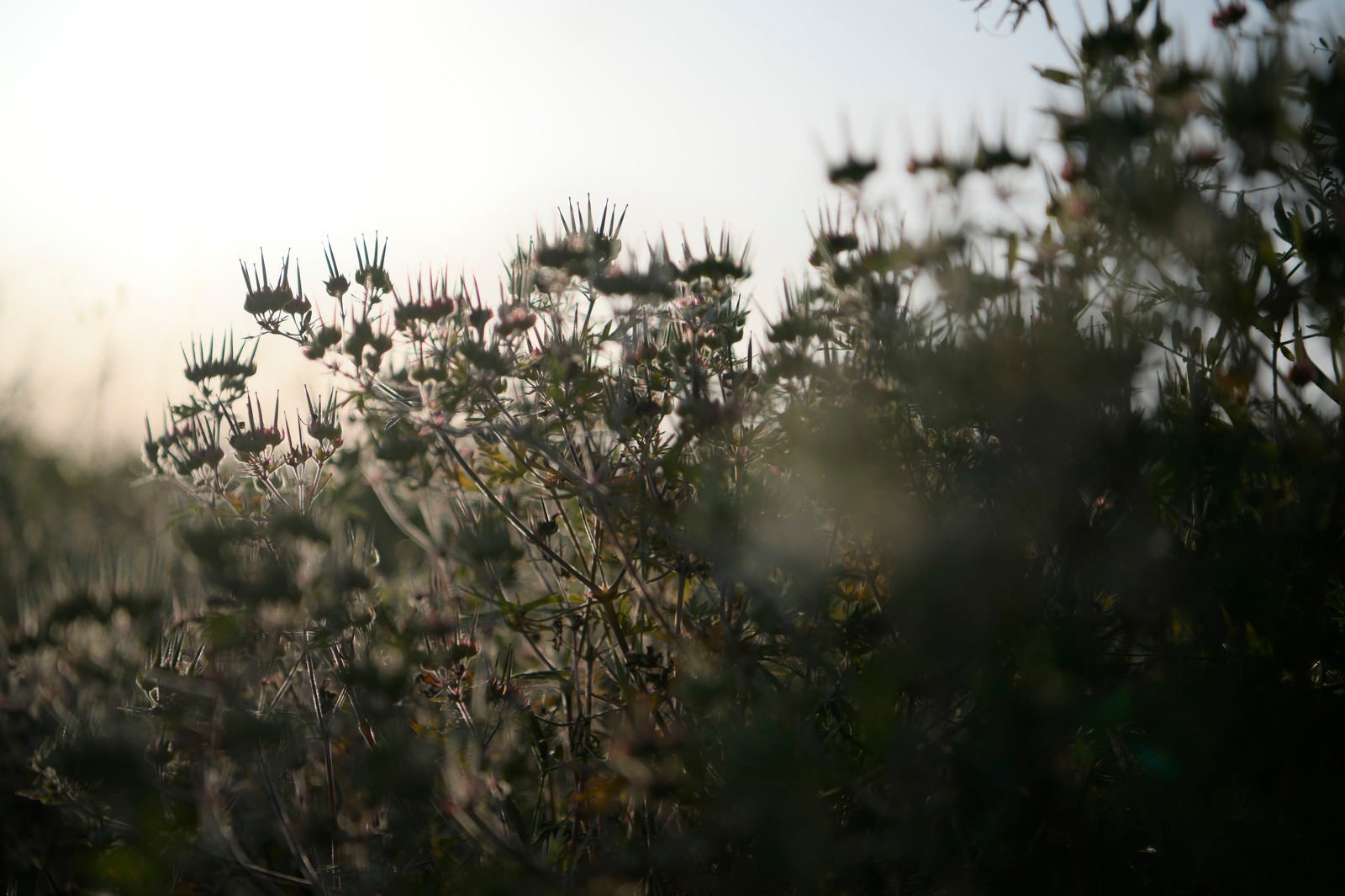 「夕日にてらされる王冠のような草」の写真