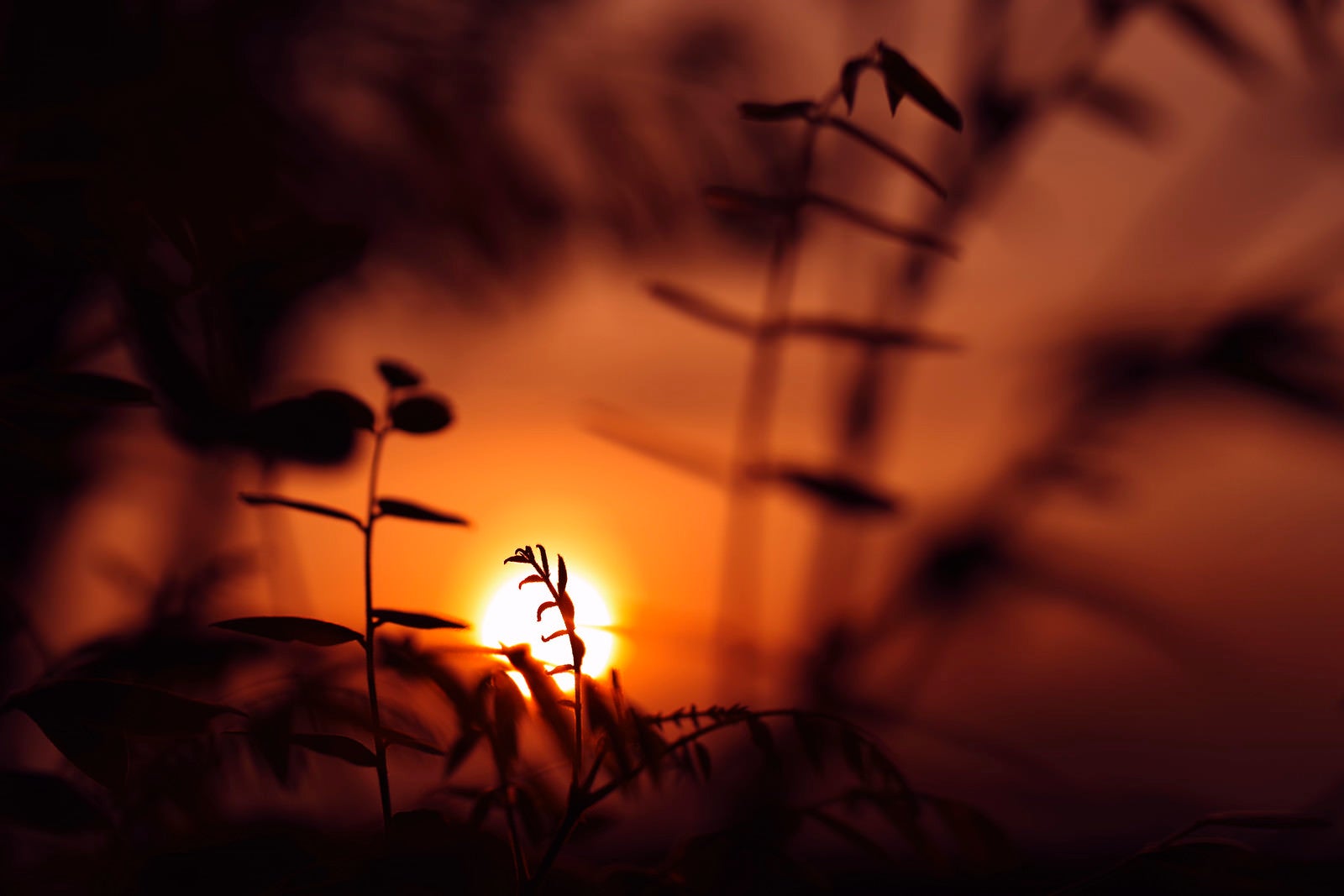 「夕日に浮かび上がる新芽のシルエット」の写真
