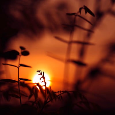 夕日に浮かび上がる新芽のシルエットの写真
