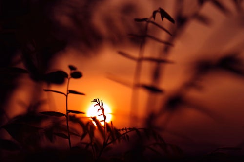 夕日に浮かび上がる新芽のシルエットの写真