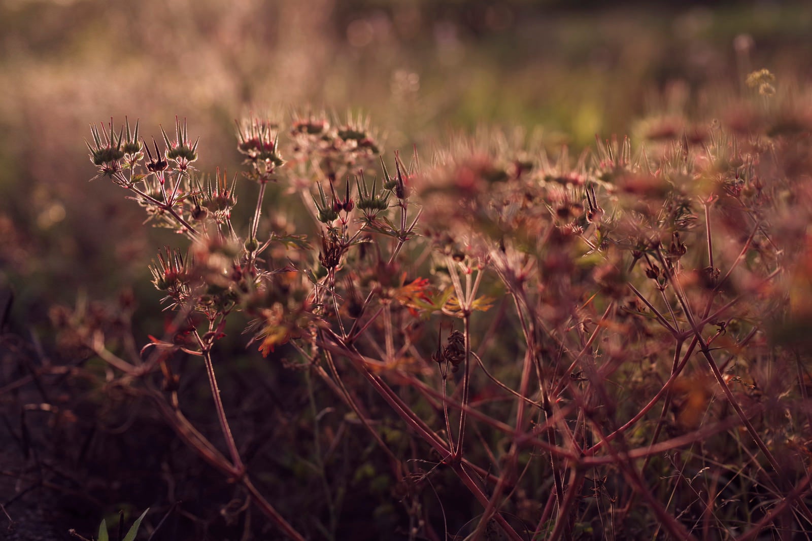 「夕日に赤く染まる王冠のような草」の写真
