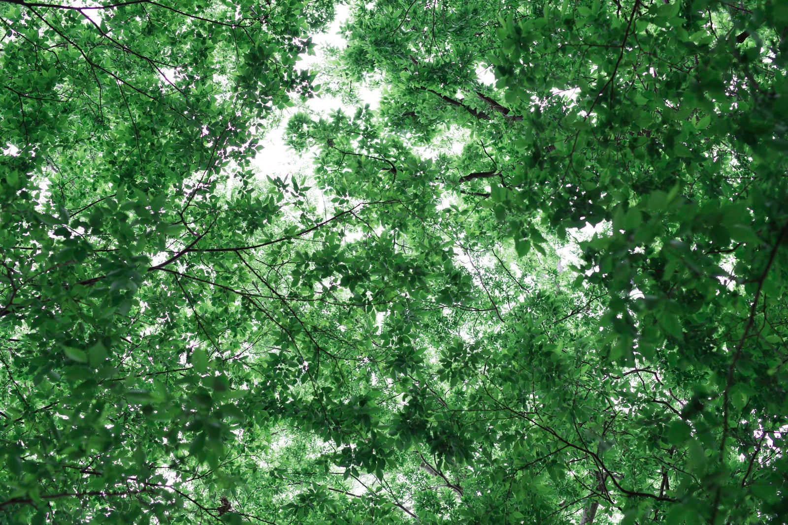 「新緑に輝く森林の葉の輝き」の写真