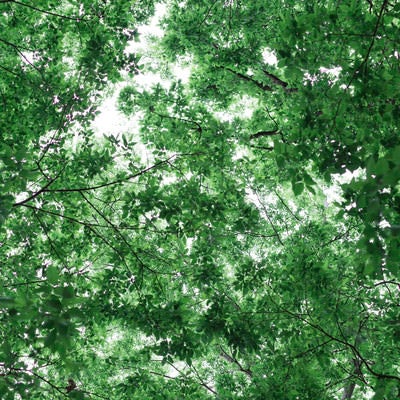 新緑に輝く森林の葉の輝きの写真