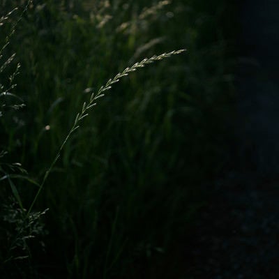 暗がりに輝く麦のような草の写真