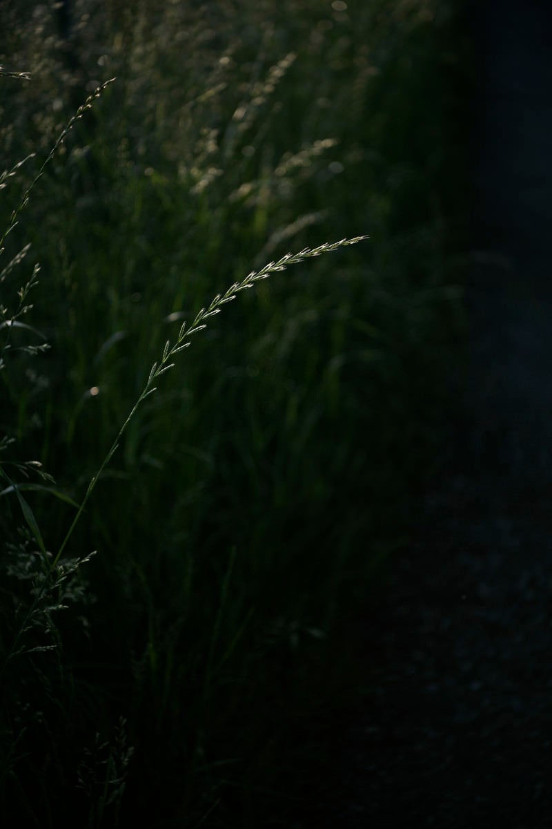 「暗がりに輝く麦のような草」の写真