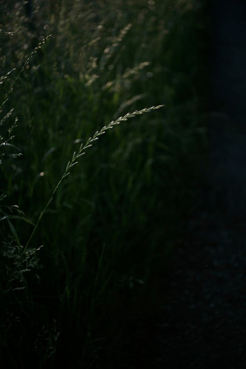 暗がりに輝く麦のような草の写真