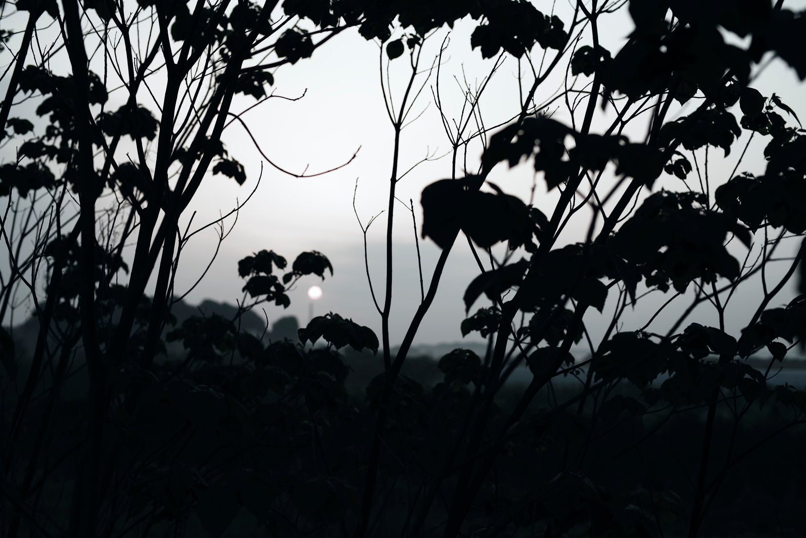 「曇り空の向こうから登りゆく朝日と木々のシルエット」の写真