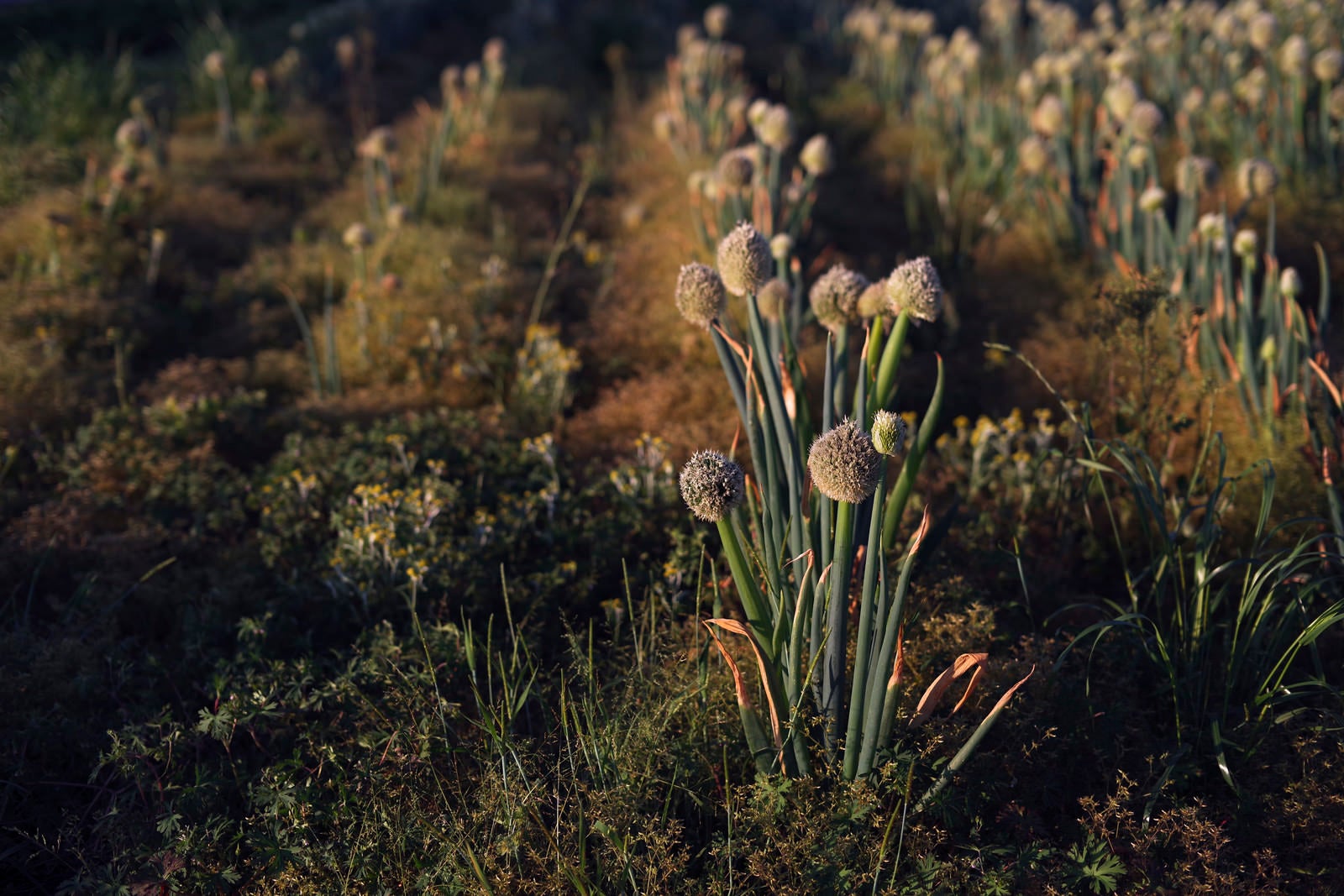「朝の空気に浮かび上がる畑のネギ坊主」の写真
